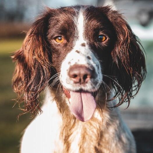 English Springer Spaniel Dog Breed Information Purina